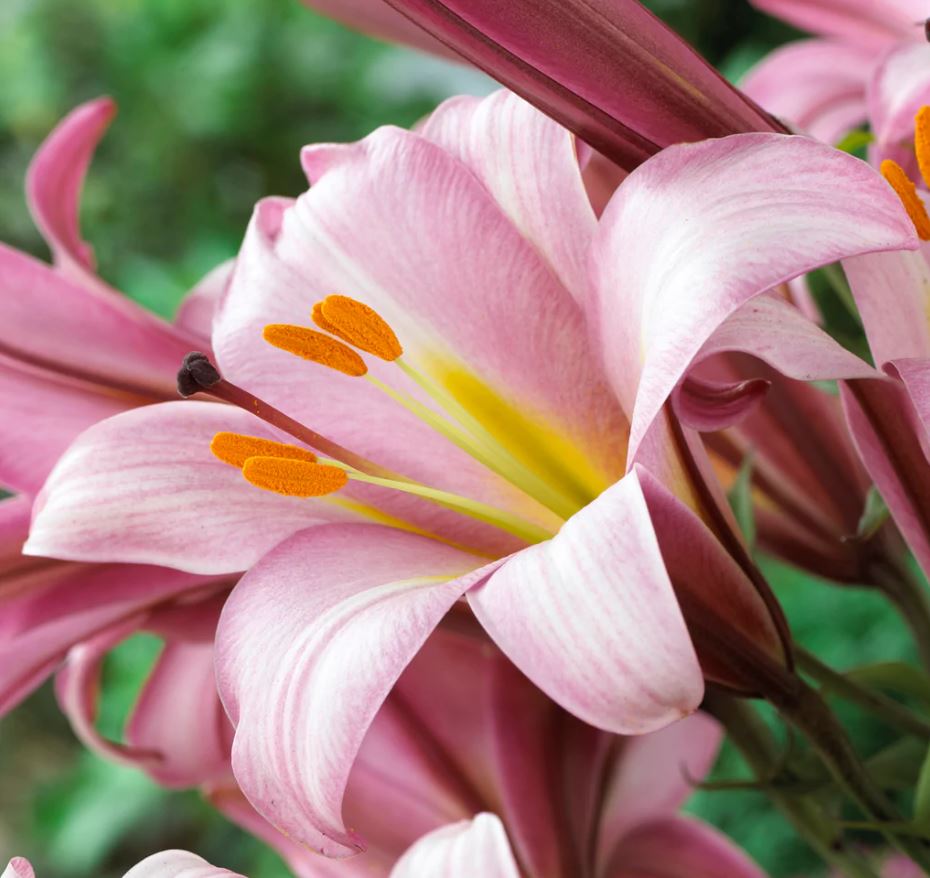 Lilium Trumpet 'Pink Planet'